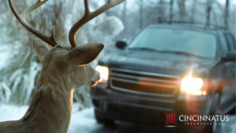 Avoid deer vehicle collisions with our tips!